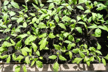 Birçok yeşil domates tohum tepsisi içinde bahçe için yetiştirilen pencere eşiğinde.