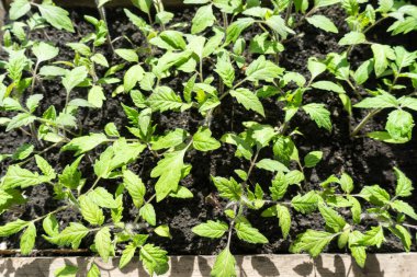 Birçok yeşil domates tohum tepsisi içinde bahçe için yetiştirilen pencere eşiğinde.