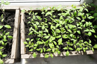 Birçok yeşil domates tohum tepsisi içinde bahçe için yetiştirilen pencere eşiğinde.