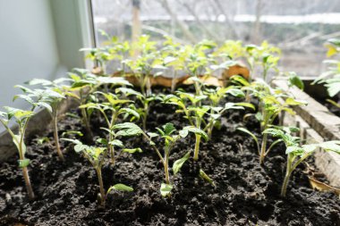 Birçok yeşil domates tohum tepsisi içinde bahçe için yetiştirilen pencere eşiğinde.