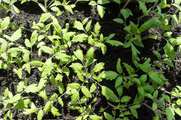 Muchas Plantas Tomate Verde Bandeja Plántulas Alféizar Ventana Cultivada Para — Foto de Stock