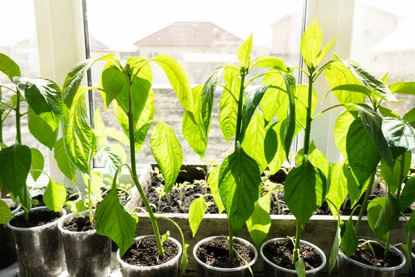 Muchas Plantas Tomate Verde Bandeja Plántulas Alféizar Ventana Cultivada Para —  Fotos de Stock