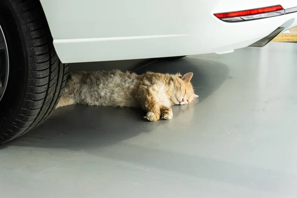 Katten Sover Eller Vilar Skuggan Bil Djur Bilen — Stockfoto