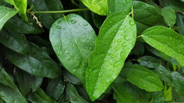 Yeşil Tiliacora triandra yaprakları yağmurdan sonra yağmur suyuyla ıslanır, üzerine yağmur damlaları düşer..