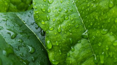 Yeşil Tiliacora triandra yaprakları yağmurdan sonra yağmur suyuyla ıslanır, üzerine yağmur damlaları düşer..