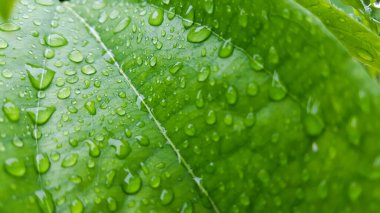 Yeşil Tiliacora triandra yaprakları yağmurdan sonra yağmur suyuyla ıslanır, üzerine yağmur damlaları düşer..