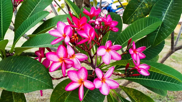 Plumeria Florecen Con Blanco Significa Fresco Sinceridad Felicidad Concepto Para —  Fotos de Stock