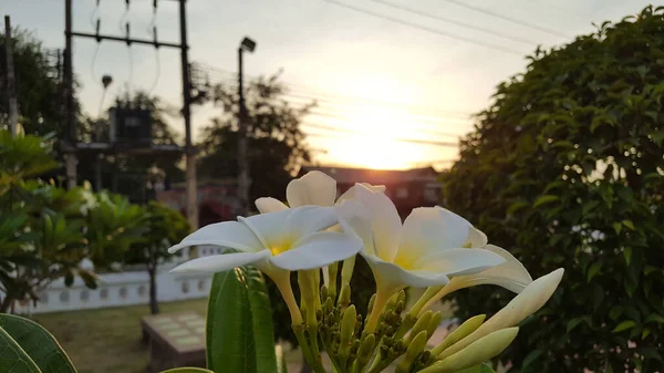 Plumeria Bloom White Mean Fresh Insignity Happy Концепция Празднования Месяца — стоковое фото
