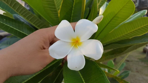 Plumeria Blühen Mit Ihren Weißen Bedeuten Frisch Aufrichtigkeit Und Glück — Stockfoto