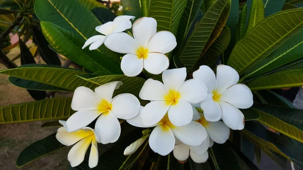 Plumeria Florecen Con Blanco Significa Fresco Sinceridad Felicidad Concepto Para —  Fotos de Stock