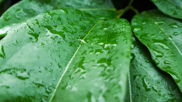 Green Tiliacora Triandra Leaves Soaked Rain Water Raining Remain Rain — Stock Photo, Image