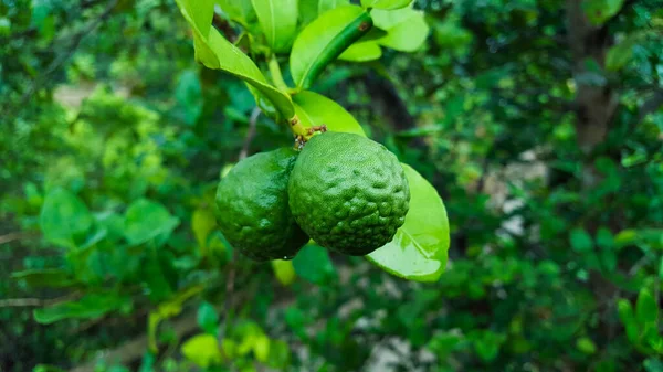 Grüne Kaffir Limetten Und Blätter Werden Nach Dem Regen Baum — Stockfoto