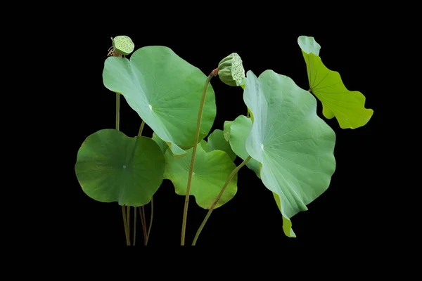 Grupp Isolerade Gröna Lotusblad Svart Bakgrund — Stockfoto