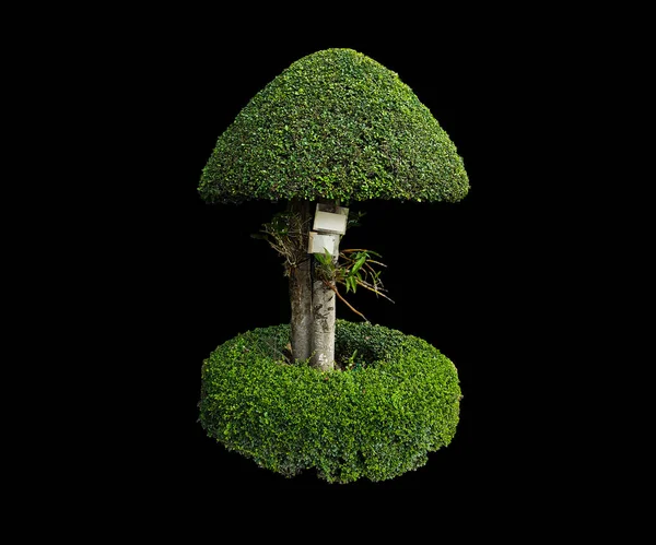 Mushroom shaped tree with plastic signs and orchids, isolated shaped tree with clipping paths on black background.