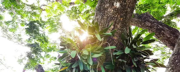 Orquídeas Crescem Tronco Árvore Chuva Luz Sol Brilha Através Das — Fotografia de Stock