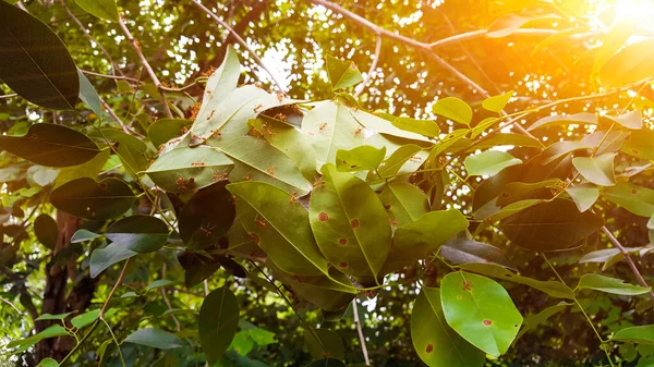 햇빛을 아시아의 줄리아 로카르 나무에 둥지를 Oecophyla Smaragdina — 스톡 사진