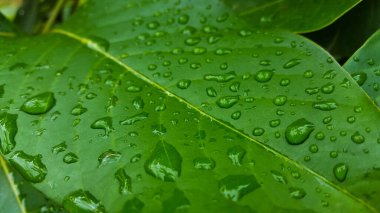 Su damlaları yeşil yaprağı kaplıyor. 