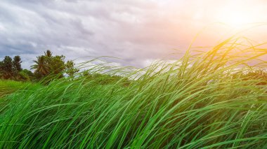 Gri gökyüzünün altındaki çimen yığını güneş ışığıyla