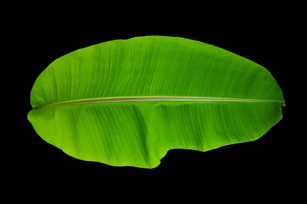 Folha Banana Cultivada Verde Isolada Fundo Preto Com Caminho Recorte — Fotografia de Stock