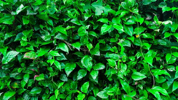 Textura Folhas Verdes — Fotografia de Stock