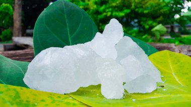 Ağaç yaprakları üzerindeki alüminyum. Vücut deodorantı kavramı