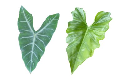 Temiz kesilmiş, belirgin bir Philodendron lacerum yaprağı. Derin loblarını ve etkileyici tropikal karakterini vurguluyor..