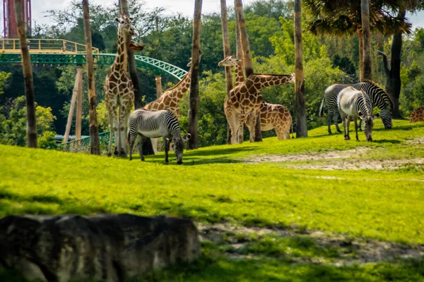 Visningar När Går Runt Busch Gardens Tampa Florida Usa — Stockfoto