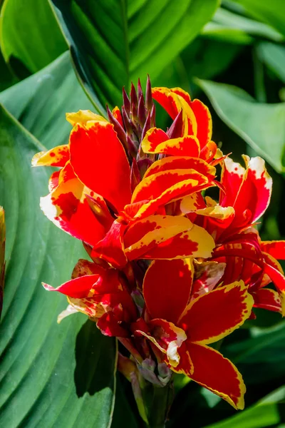 Bloemenshows Botanische Tuinen Van Het Pukekura Park New Plymouth Taranaki — Stockfoto