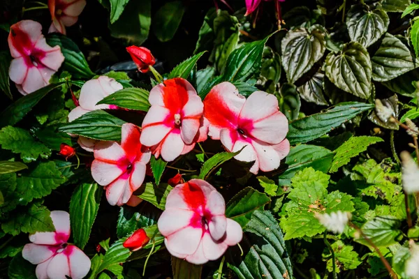 Virágkiállítások Pukekura Park Botanikus Kertjében Plymouth Taranaki Zéland — Stock Fotó