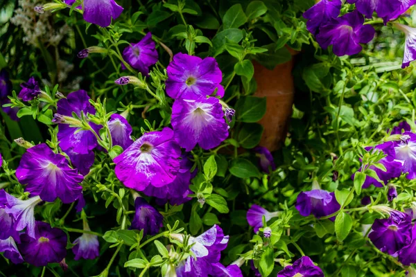 Floral Displays Pukekura Park Botanical Gardens New Plymouth Taranaki New — Stock Photo, Image