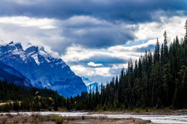 Buz Tarlaları Parkway boyunca sonbahar renkleri bol. Banff Ulusal Parkı, Alberta, Kanada