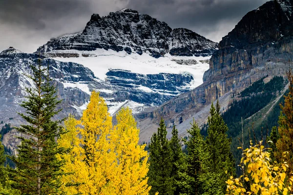 Buz Tarlaları Parkway boyunca sonbahar renkleri bol. Banff Ulusal Parkı, Alberta, Kanada