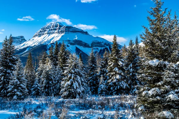 Hillsdale Meadows Blanket Snow Banff National Park Alberta Canadá —  Fotos de Stock