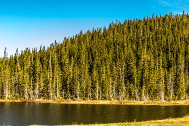 Yol kenarından manzaralı. Gros Morne Ulusal Parkı, Newfoundland, Kanada