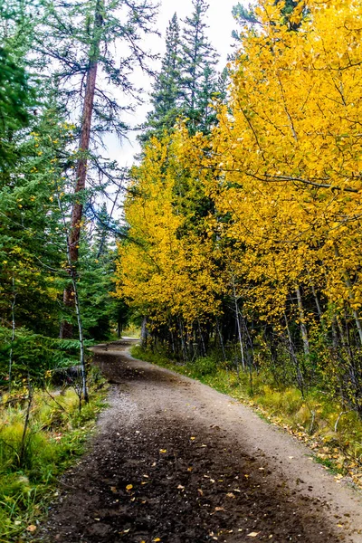 Φθινοπωρινά Χρώματα Αφθονούν Γύρω Εθνικό Πάρκο Banff Αλμπέρτα Καναδάς — Φωτογραφία Αρχείου
