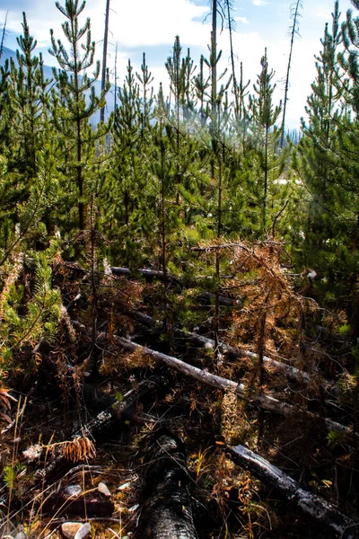 Skogsbrand 2017 Från Floe Lake Kootney Nationalpark British Columbia Kanada — Stockfoto