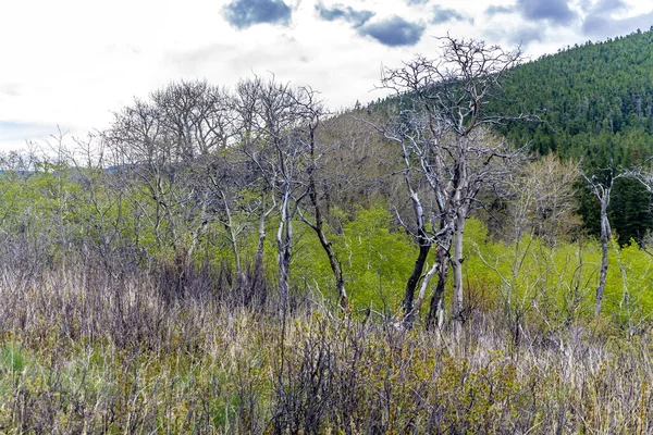 Widok Waterton Drogi Park Narodowy Waterton Lakes Alberta Kanada — Zdjęcie stockowe