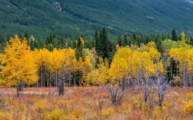 Yol boyunca renkler süzülsün. Bow Valley Vahşi Doğa Bölgesi, Alberta, Kanada
