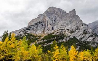 Galatea Dağı 'nın eteklerinde sonbahar renkleri. Sprey Vadisi İl Parkı, Alberta, Kanada