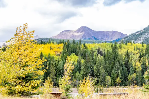 Kolory Jesieni Wasootch Creek Bow Valley Wilderness Area Alberta Kanada — Zdjęcie stockowe