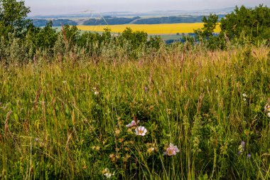 Flora çiftliğin etrafında dolanıyor. Glenbow Çiftlik Bölgesi, Alberta, Kanada