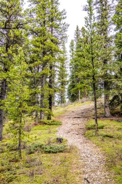 Gölde geçen bahar günlerinde. Peppers Gölü İl Rekreasyon Bölgesi, Alberta, Kanada
