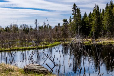 Humber Nehri parkta geziniyor. Sör Richard Squires İl Parkı, Newfoundland, Kanada