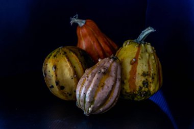 Siyah arka planda kabak. Calgary, Alberta, Kanada