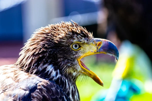 Golden Eagle Sur Perche Birds Prey Centre Coledale Alberta Canada — Photo