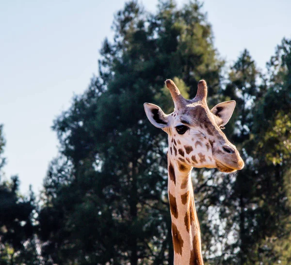 Girafa Retrato Auckland Zoo Auckland Nova Zelândia — Fotografia de Stock