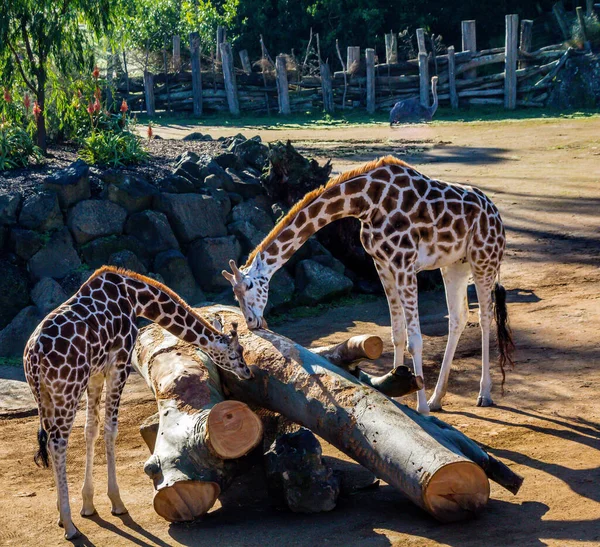 Giraff Och Kalv Leker Med Några Stockar Auckland Zoo Auckland — Stockfoto