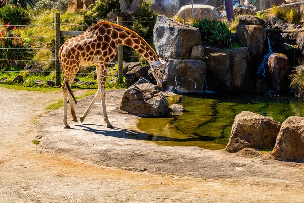 Girafa Vai Buscar Uma Bebida Auckland Zoo Auckland Nova Zelândia — Fotografia de Stock