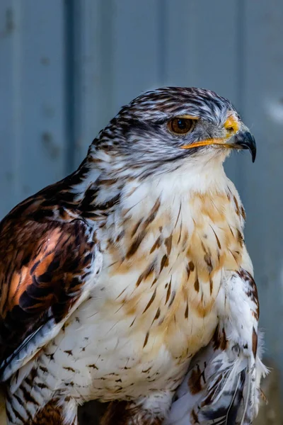Ferruginous Hawk Svém Bidýlku Ptáci Prey Centre Coledale Alberta Kanada — Stock fotografie