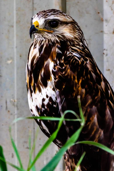 Grey Hawk Assis Sur Son Perchoir Birds Prey Centre Coledale — Photo